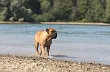 BULLMASTIFF 077